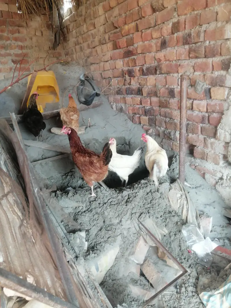 Desi egge laying hens eggs ki gurenty — photo 2