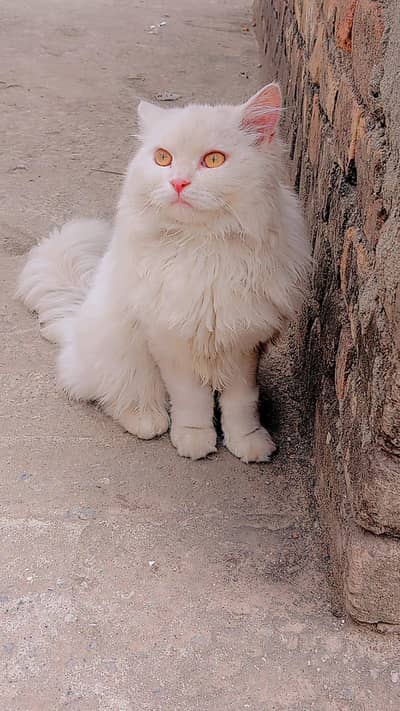 Persian male cat for sale