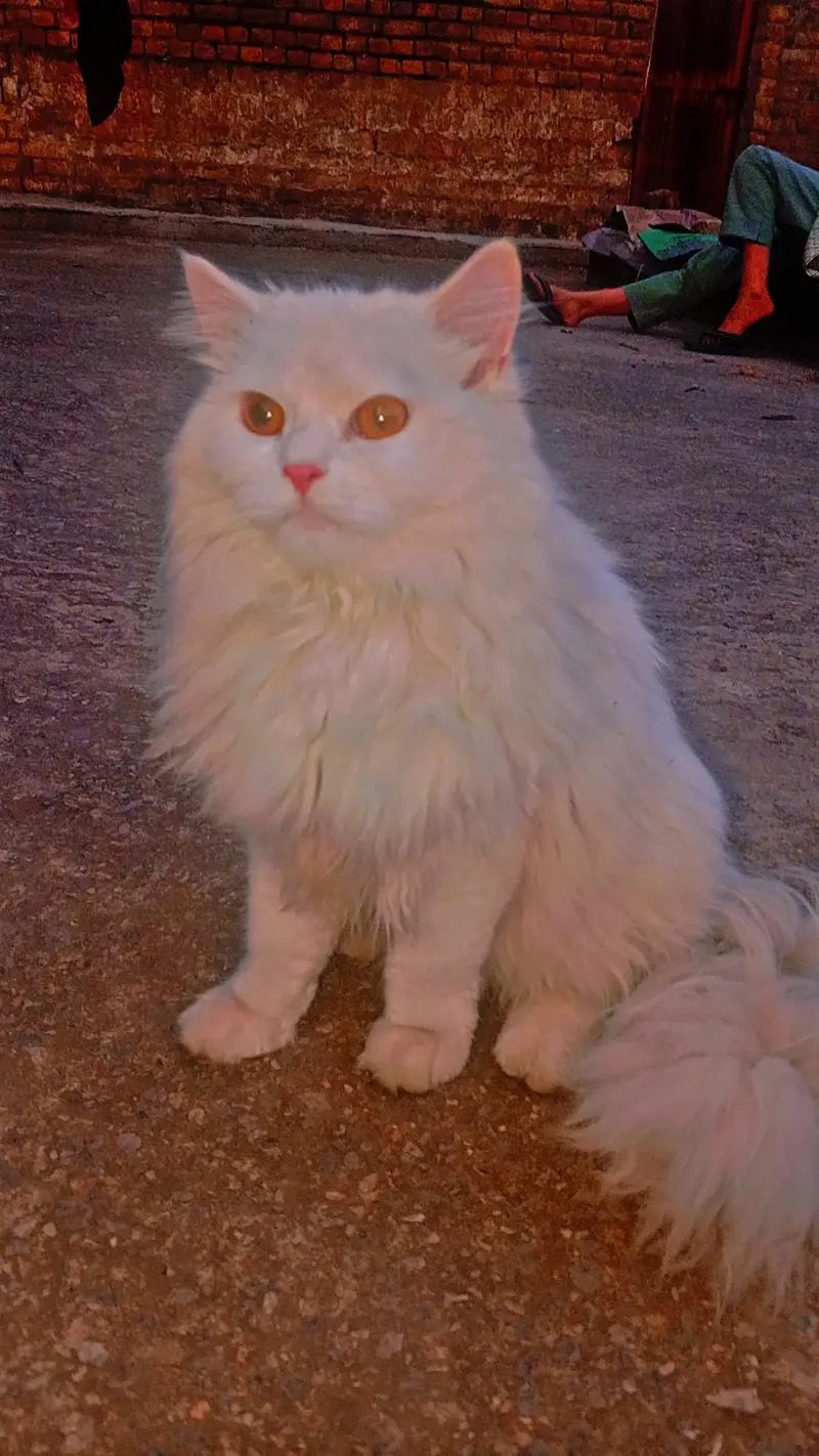 Persian male cat for sale — photo 2