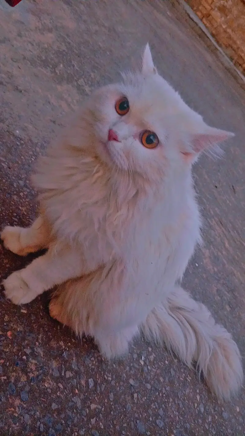 Persian male cat for sale — photo 3