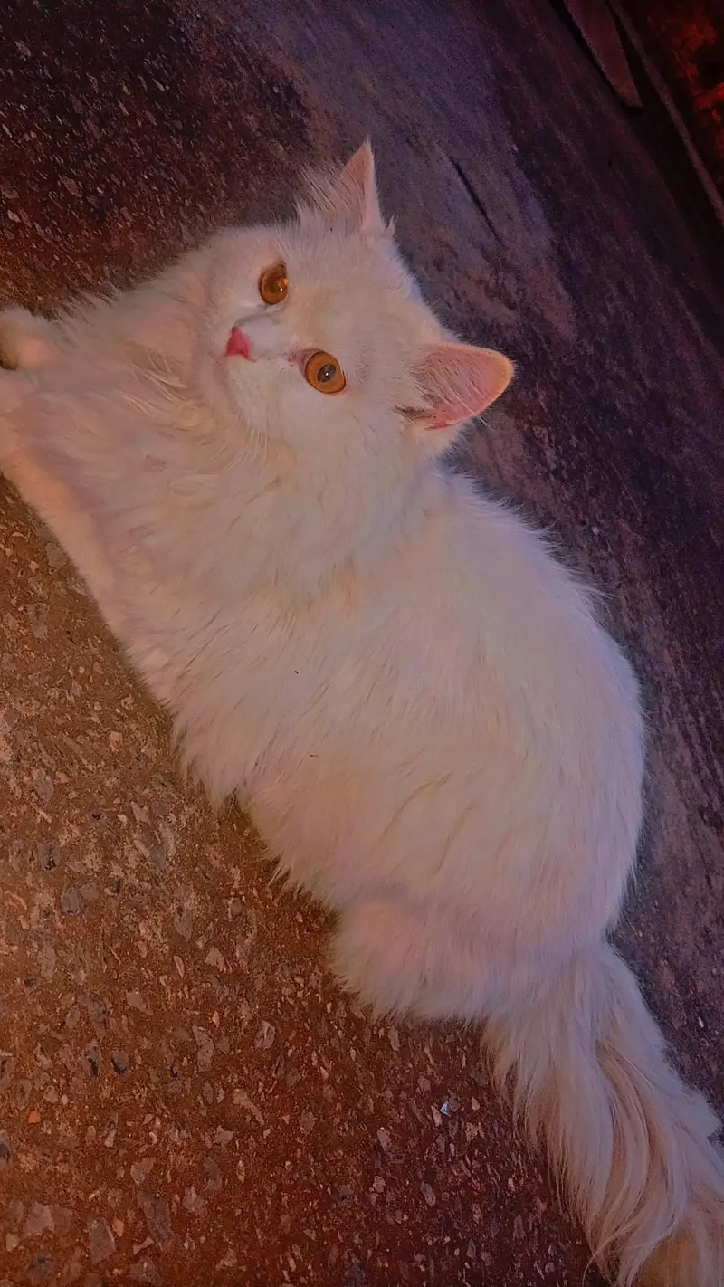 Persian male cat for sale — photo 4