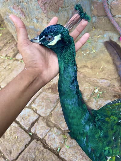 Indian Blue Peafowl (Blue Peacock)