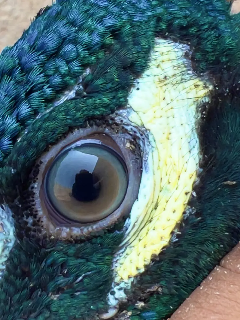 Indian Blue Peafowl (Blue Peacock) — photo 2