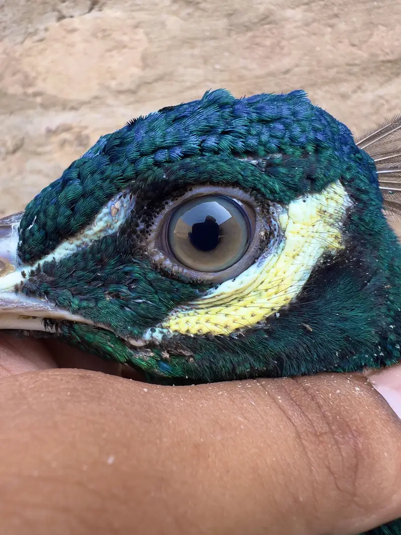 Indian Blue Peafowl (Blue Peacock) — photo 3