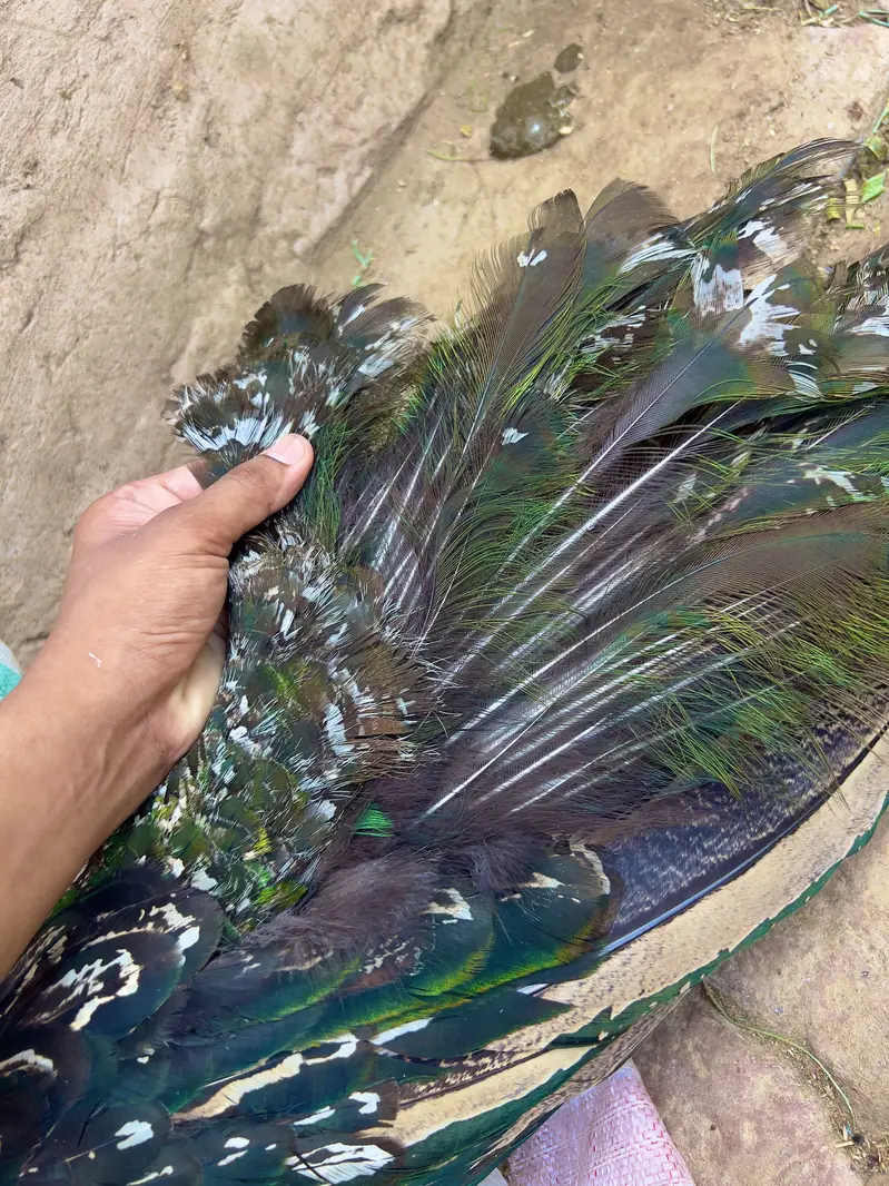 Indian Blue Peafowl (Blue Peacock) — photo 4