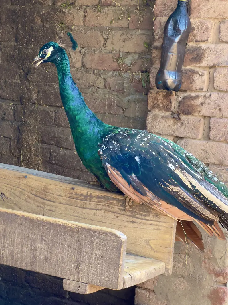 Indian Blue Peafowl (Blue Peacock) — photo 5