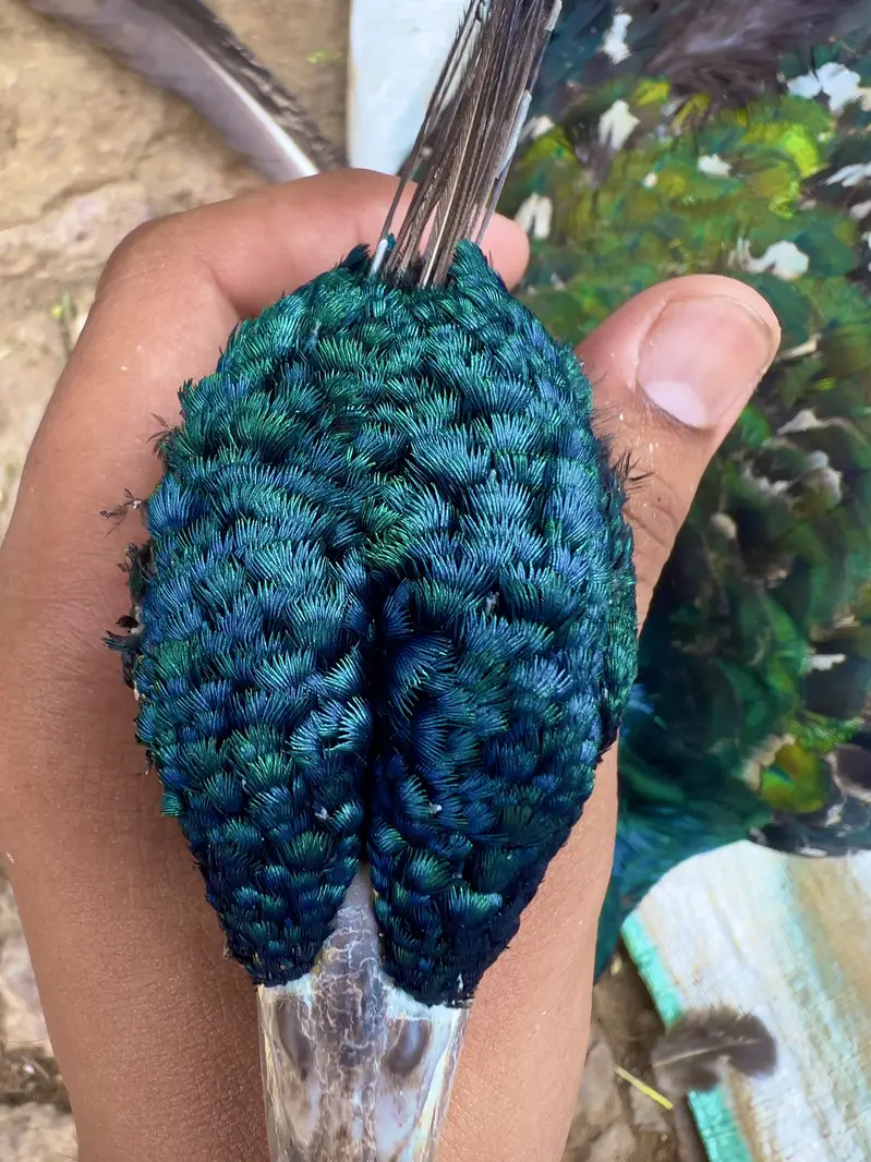 Indian Blue Peafowl (Blue Peacock) — photo 6