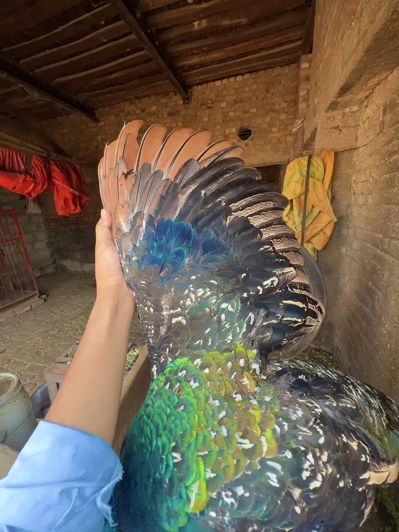Indian Blue Peafowl (Blue Peacock) — photo 7