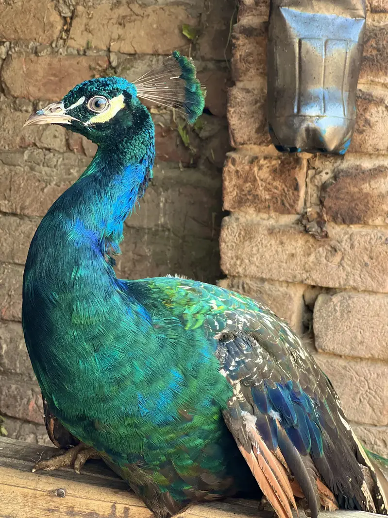 Indian Blue Peafowl (Blue Peacock) — photo 8