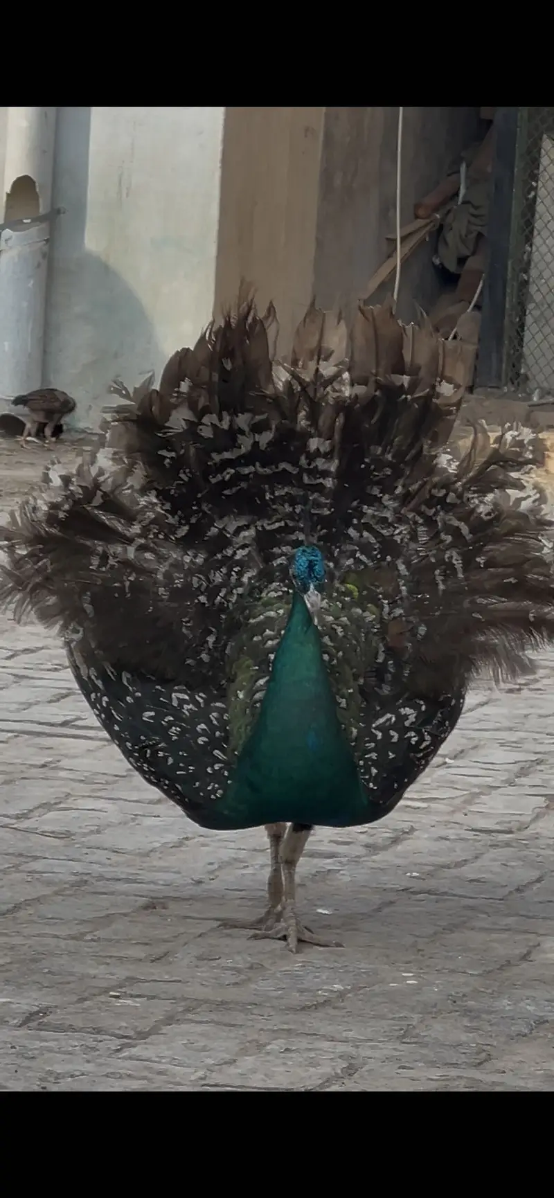 Indian Blue Peafowl (Blue Peacock) — photo 9
