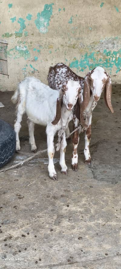 2 male bakry