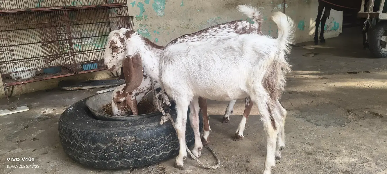 2 male bakry — photo 2