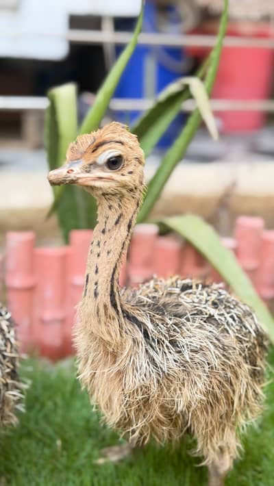 Ostrich chicks