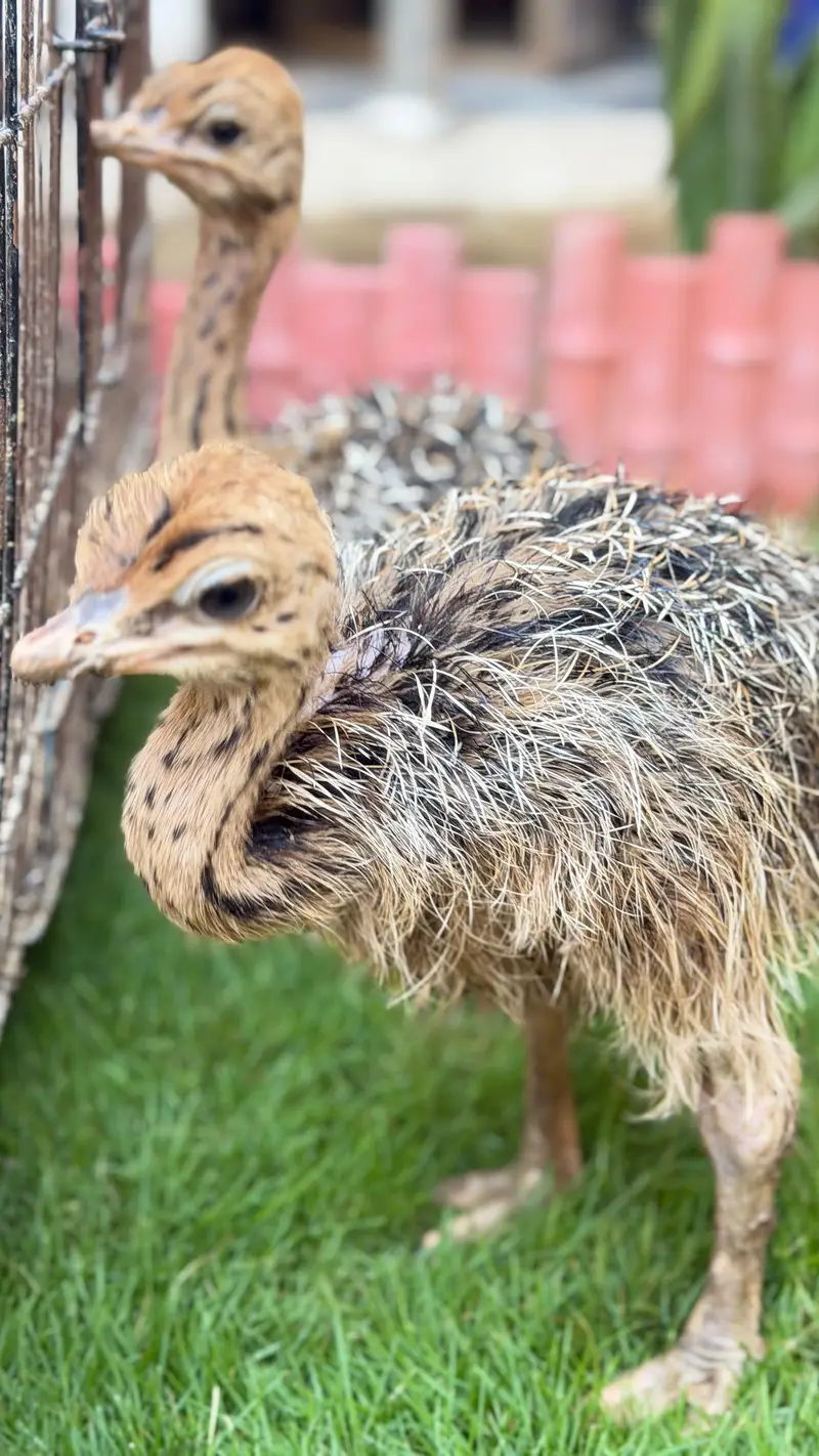 Ostrich chicks — photo 2