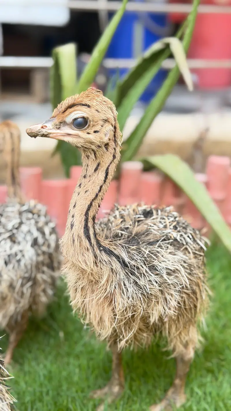 Ostrich chicks — photo 3