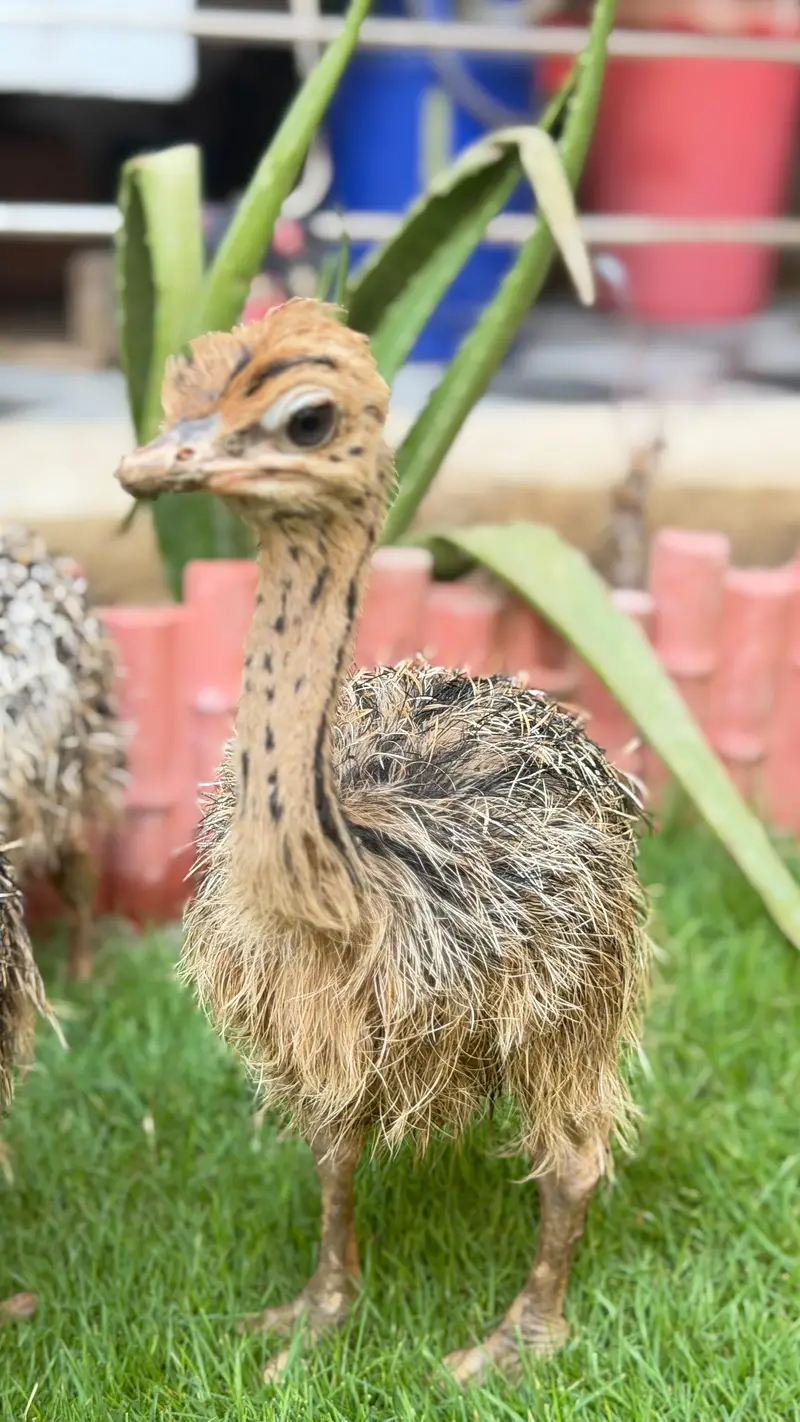 Ostrich chicks — photo 4