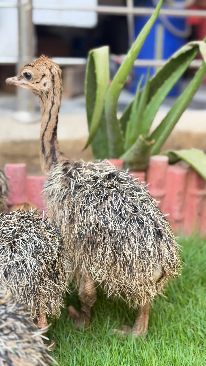Ostrich chicks — photo 5