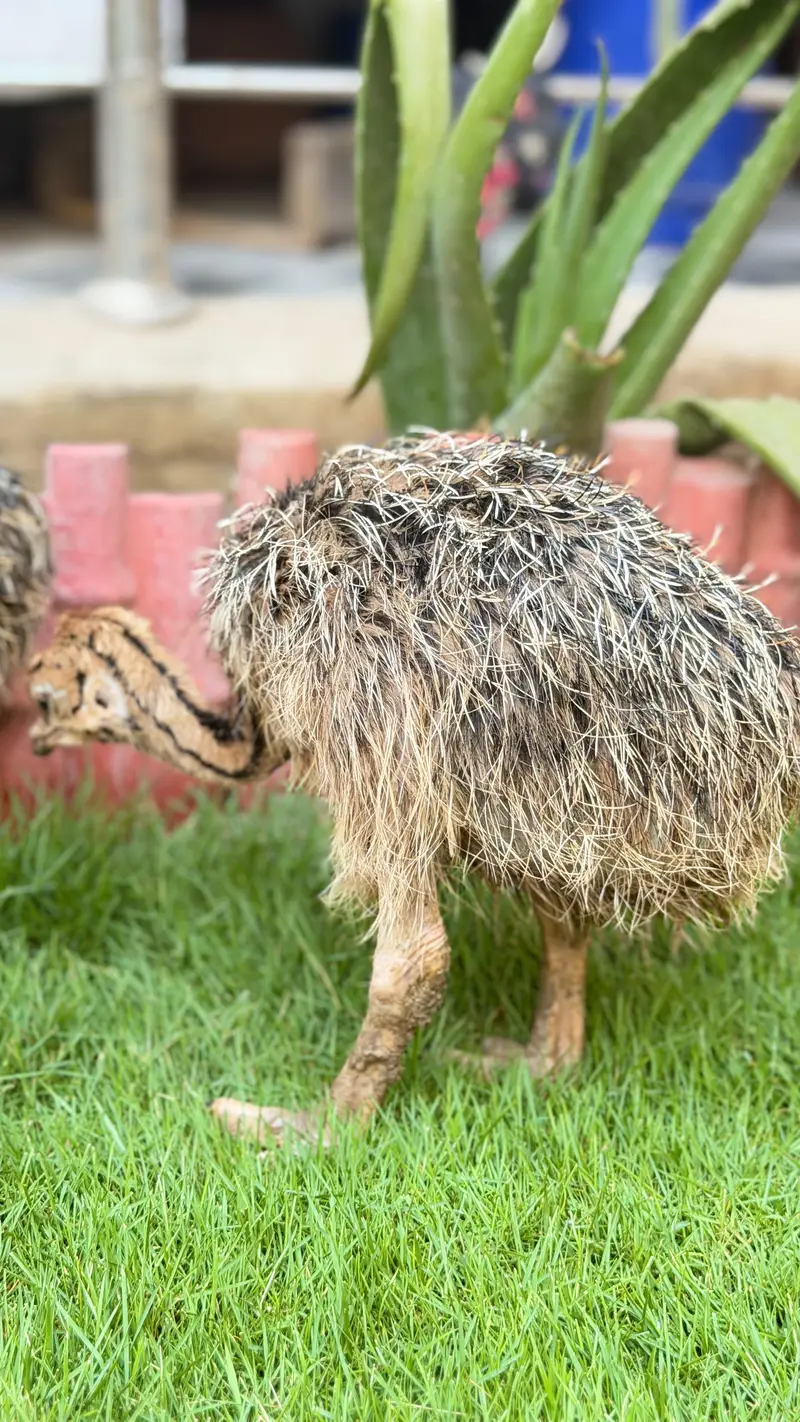 Ostrich chicks — photo 6