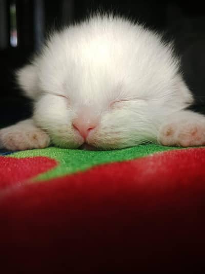 Healthy and active cats available. Very playful and friendly.