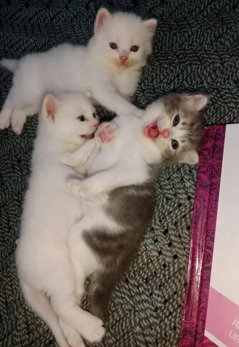 Healthy and active cats available. Very playful and friendly. — photo 3