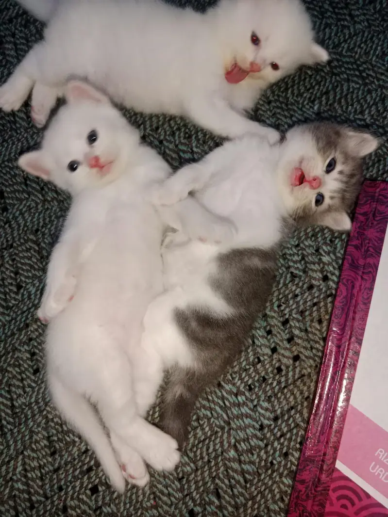 Healthy and active cats available. Very playful and friendly. — photo 4