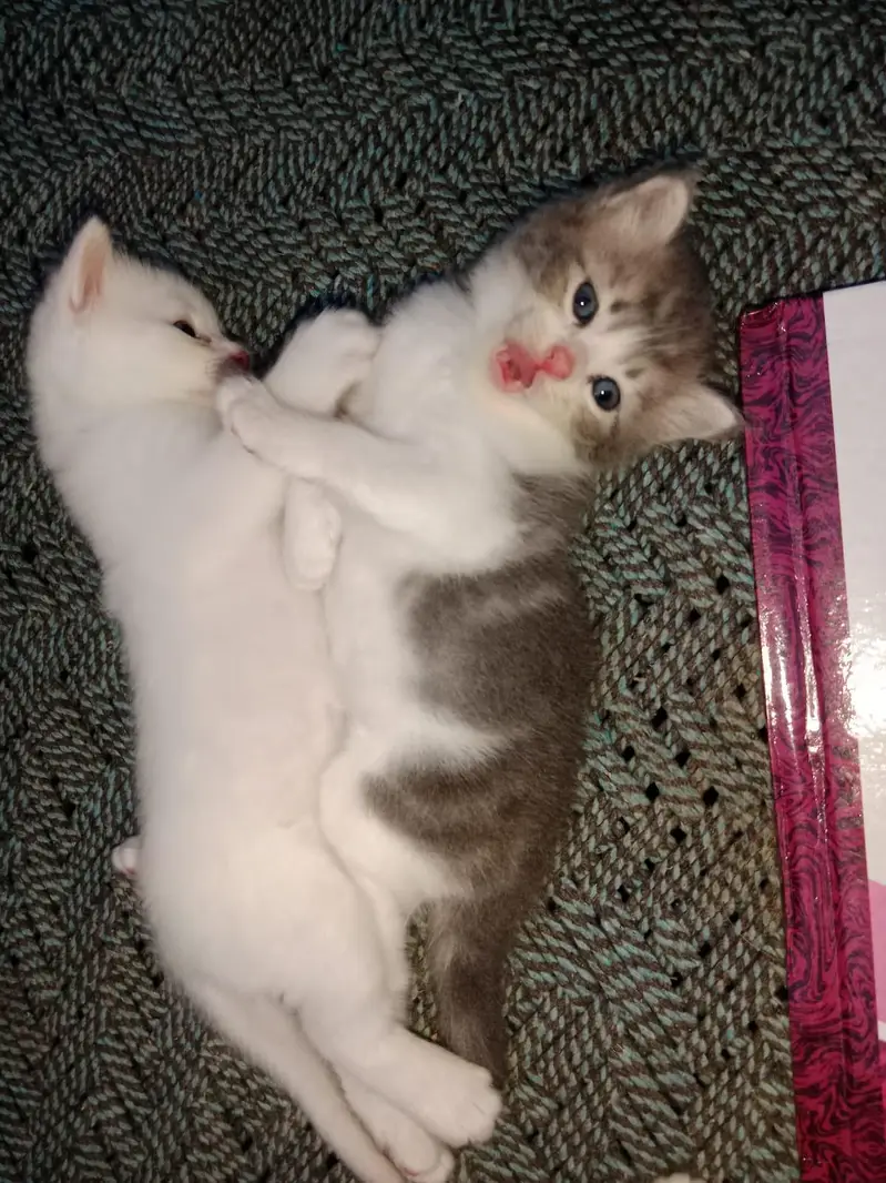 Healthy and active cats available. Very playful and friendly. — photo 6