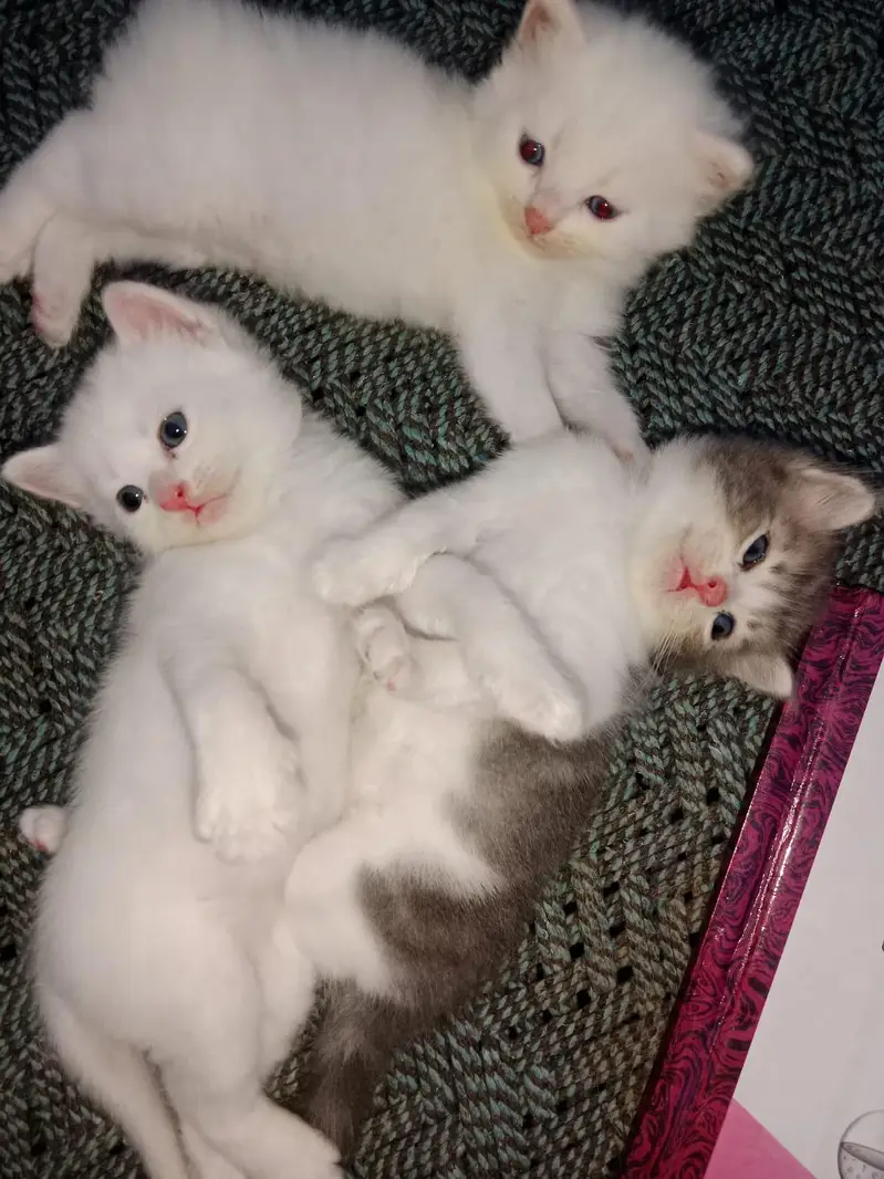Healthy and active cats available. Very playful and friendly. — photo 7