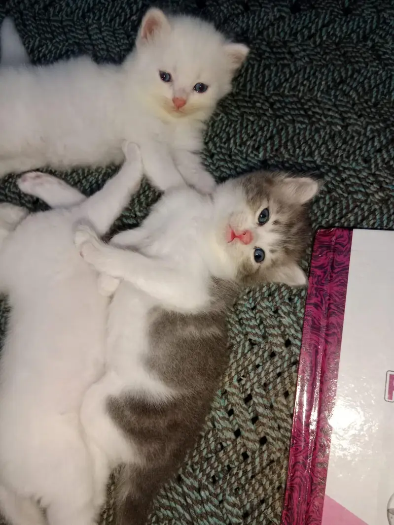 Healthy and active cats available. Very playful and friendly. — photo 8
