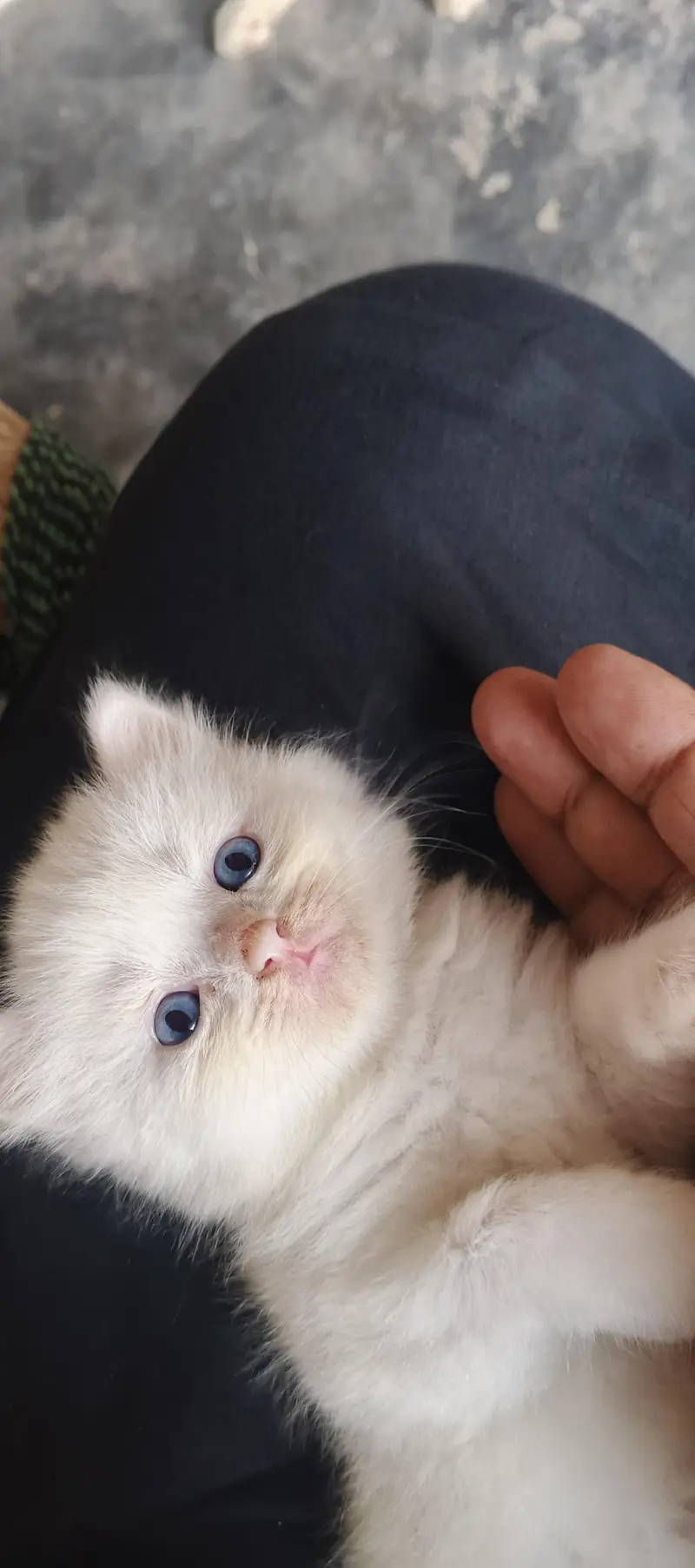 Healthy and active cats available. Very playful and friendly. — photo 10