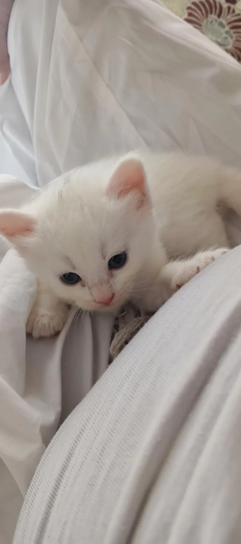 Healthy and active cats available. Very playful and friendly. — photo 11