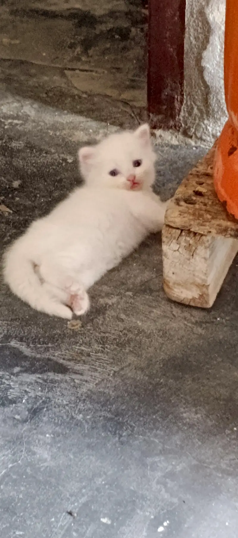 Healthy and active cats available. Very playful and friendly. — photo 12