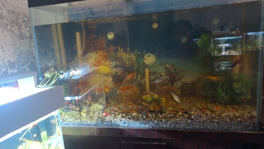 Fish Aquariums