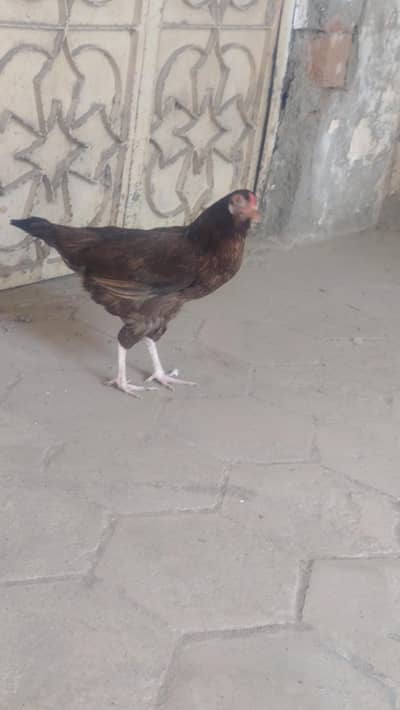 anday walimurgii for sale