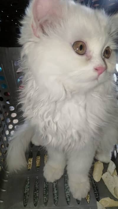 Extremely Active and Playful White Male Cat for Adoption / Sale