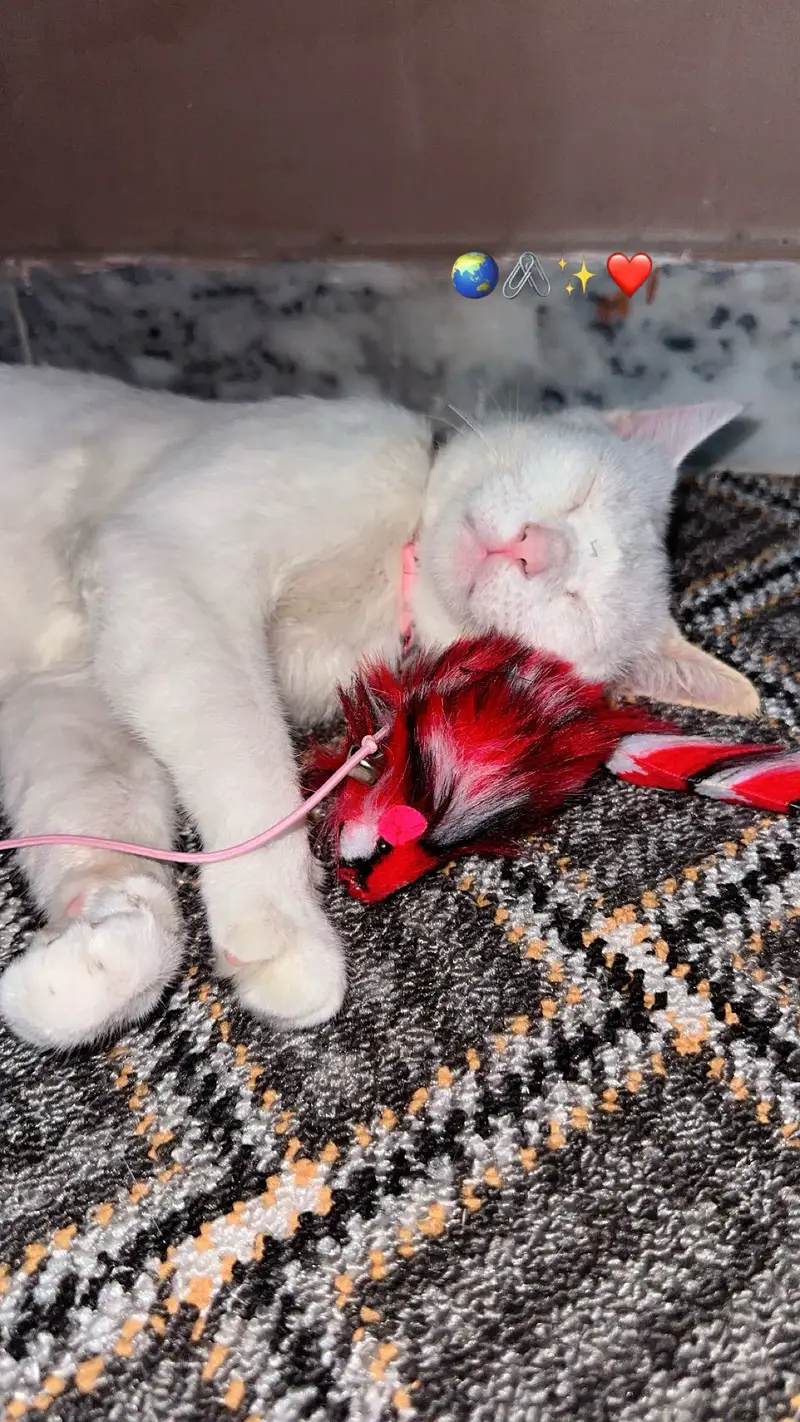 Extremely Active and Playful White Male Cat for Adoption / Sale — photo 2