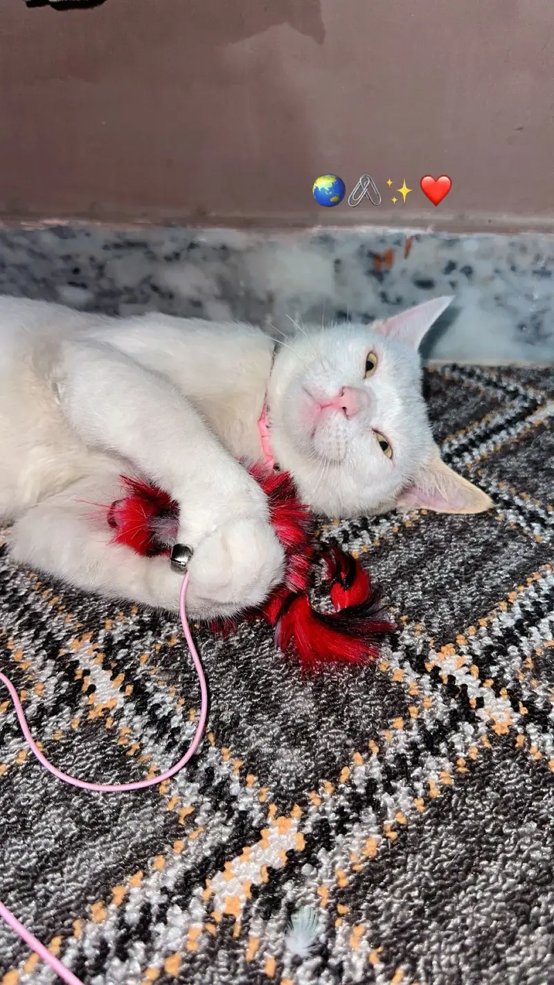 Extremely Active and Playful White Male Cat for Adoption / Sale — photo 3