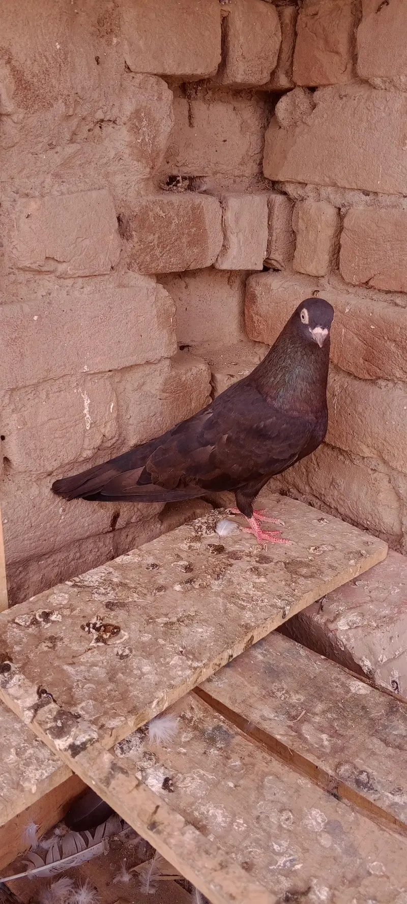 kabooter 350 — photo 10