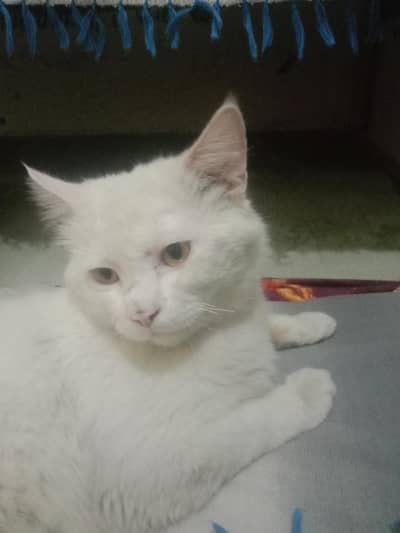 cat white