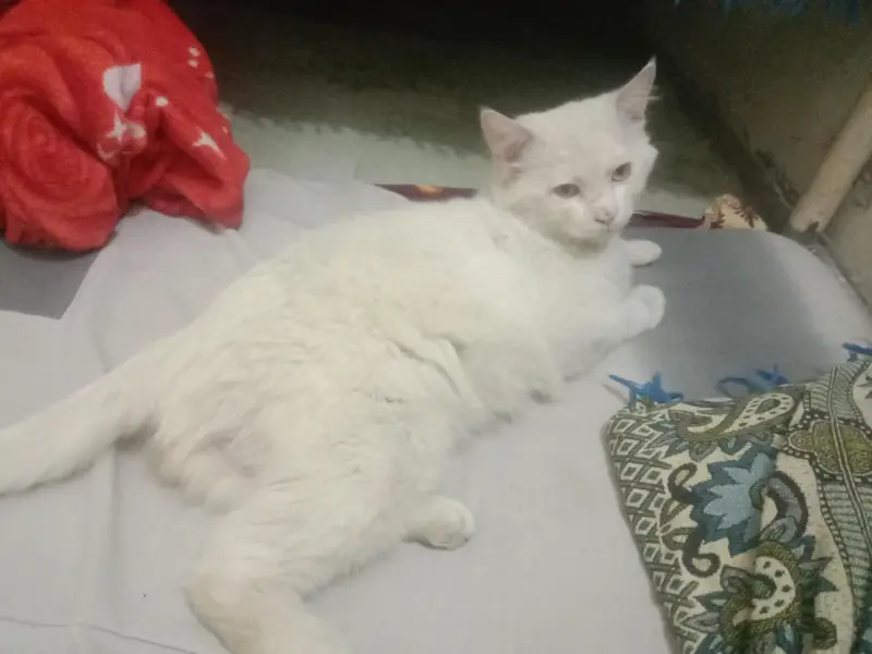 cat white — photo 2
