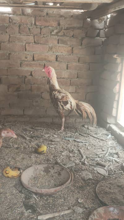 aseel breeder murga