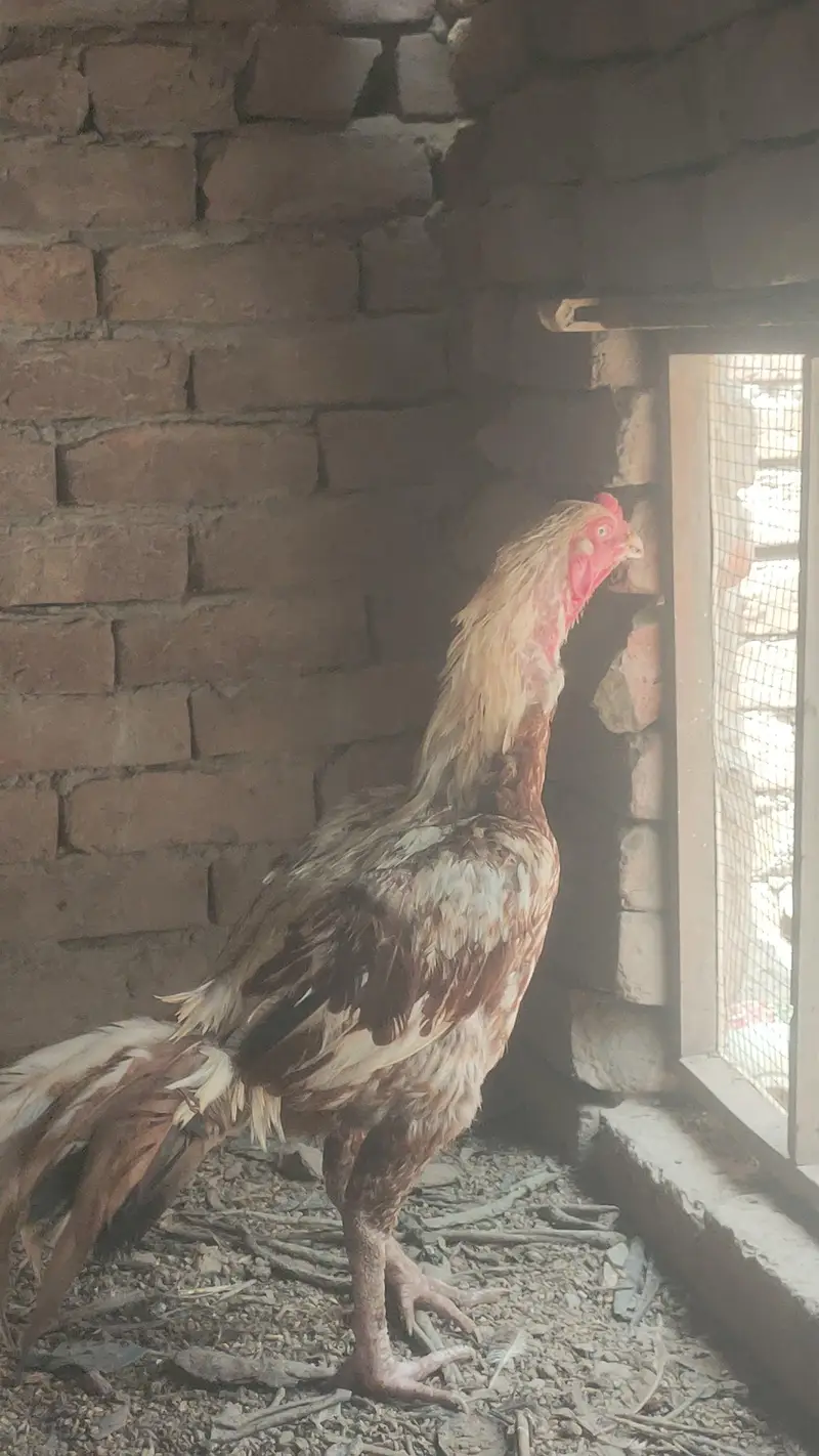 aseel breeder murga — photo 2