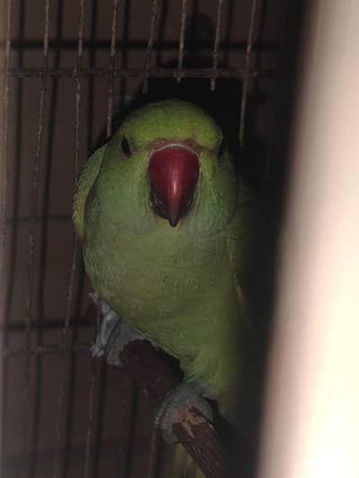 Green parrot 
