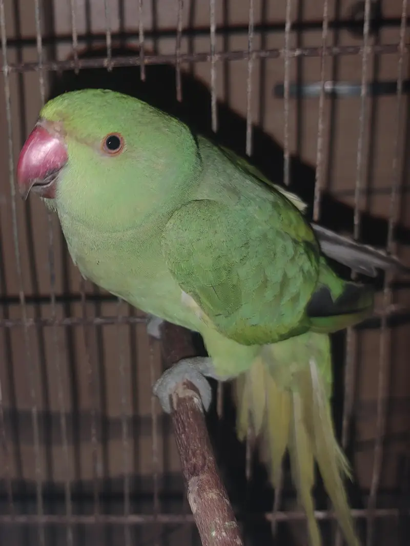 Green parrot  — photo 2