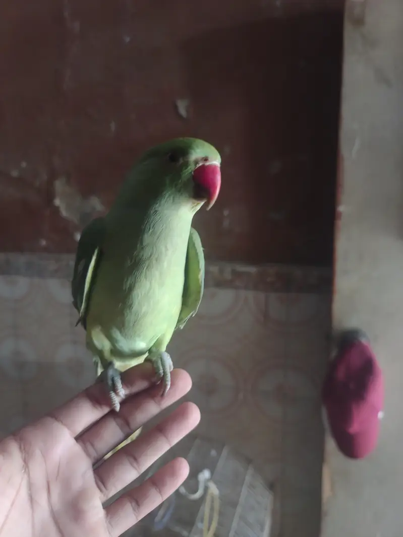 Green parrot  — photo 3