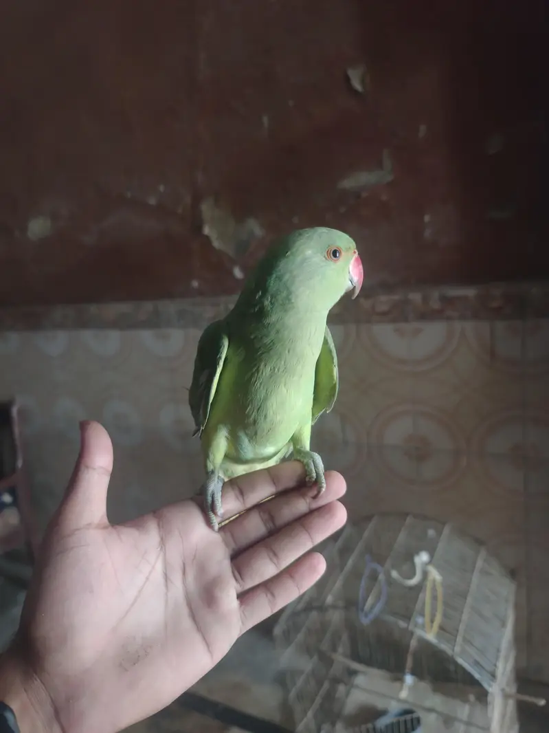 Green parrot  — photo 4