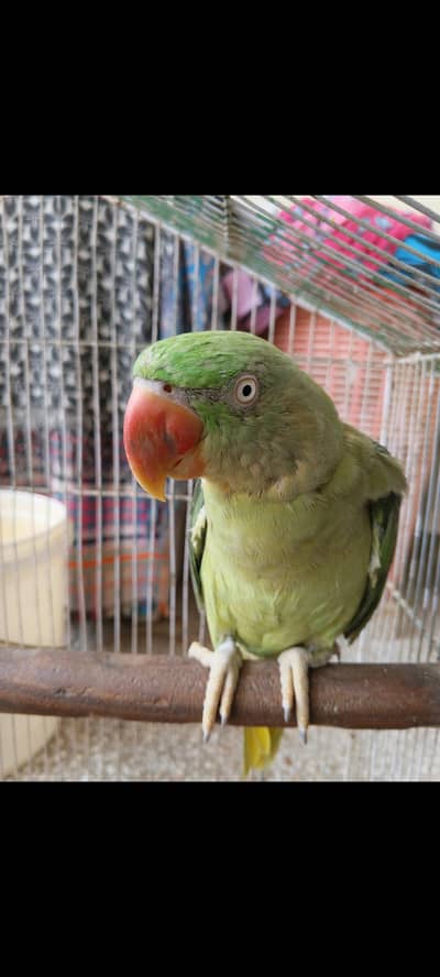 Pahari Toti