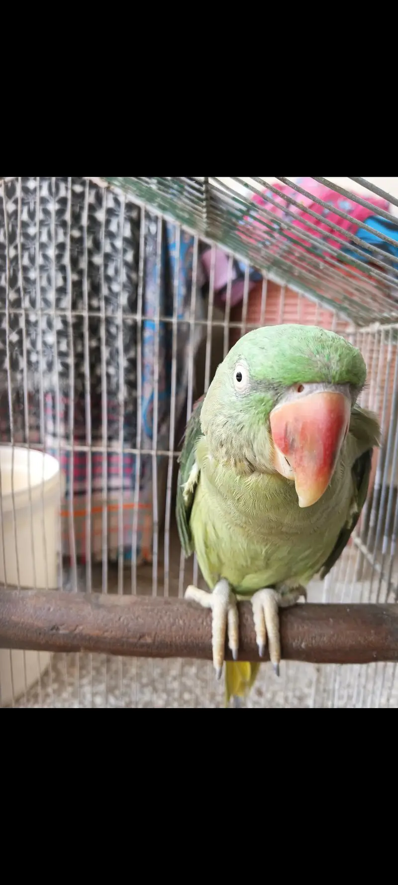 Pahari Toti — photo 2