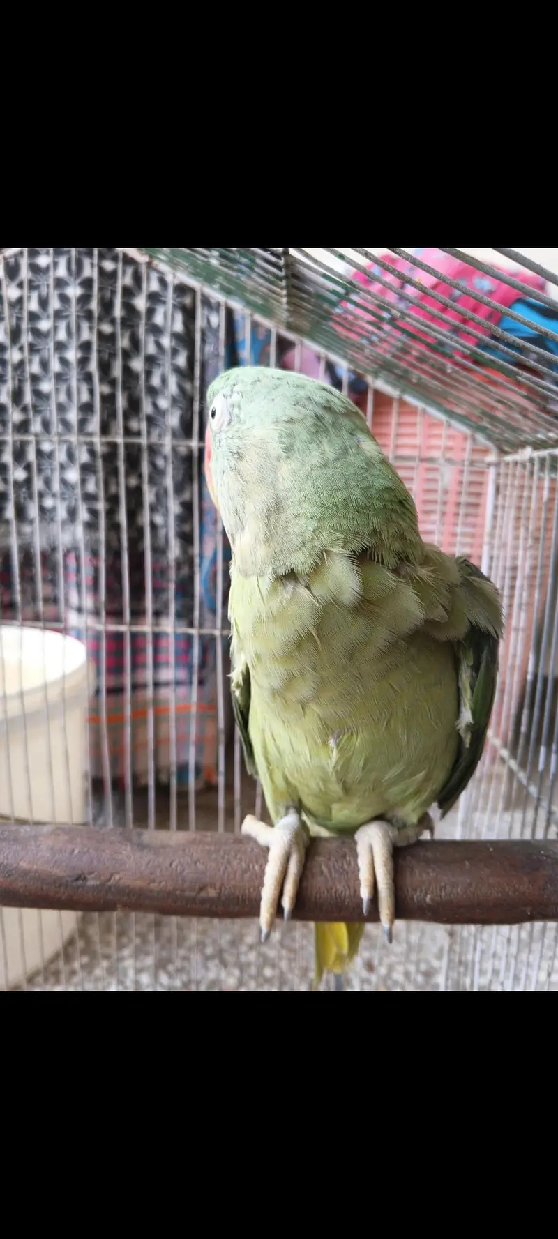 Pahari Toti — photo 4