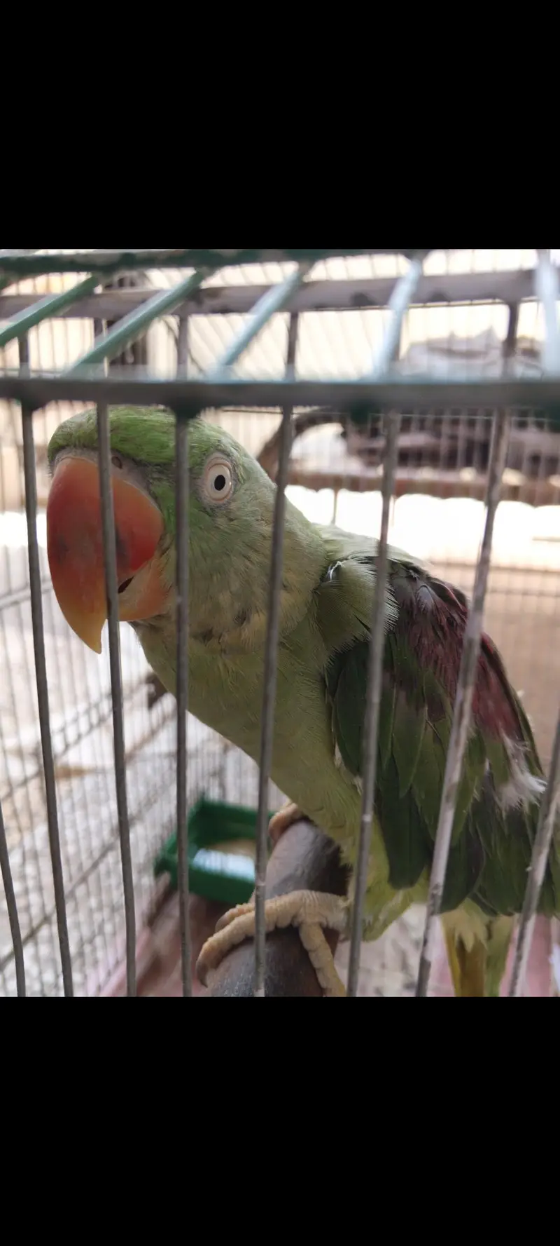 Pahari Toti — photo 5