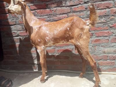 makhi chini +desi cross